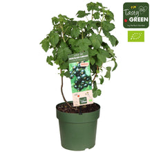 Buitenplant - Ribes Low 'Little Black Sugar' Bio - Zwarte bes - Pot Ø 23cm Hoogte ↕ 50cm