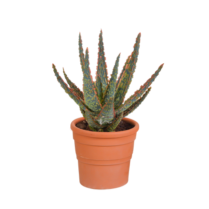 Kamerplant - Aloë zebrina - Pot Ø 10,5cm