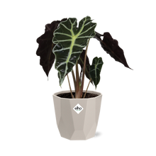 Kamerplant - Alocasia 'Polly' - Inclusief sierpot - Pot Ø 14cm