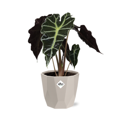 Kamerplant - Alocasia 'Polly' - Inclusief sierpot - Pot Ø 14cm