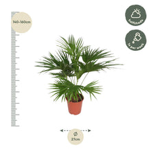 Kamerplant - Livistona Chinensis - Pot Ø 24cm Hoogte ↕ 150cm