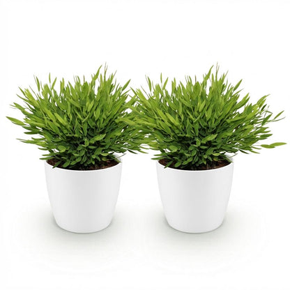 Kamerplant 2x Pogonatherum Monica - Huisdiervriendelijk - Pot Ø 12cm Hoogte ↕ 20cm