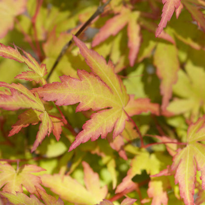 Buitenplant - Acer palmatum 'Sangokaku' - Pot Ø 12cm Hoogte ↕ 35cm
