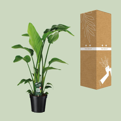 Kamerplant - Strelitzia Nicolai - Pot Ø 19cm Hoogte ↕ 90cm
