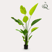 XL Kunstplant - Strelitzia Nicolai Paradijsvogelbloem - Hoogte ↕ 150cm