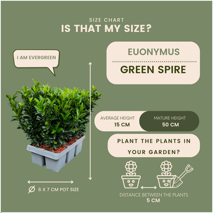 Buitenplant 12x Euonymus 'Green Spire' - Pot Ø 7cm Hoogte ↕ 15cm