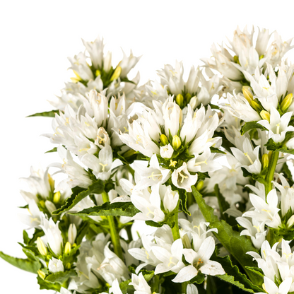 Buitenplant - Campanula Glomerata Genti White - Bloeiend - Pot Ø 19cm Hoogte ↕ 30-40cm