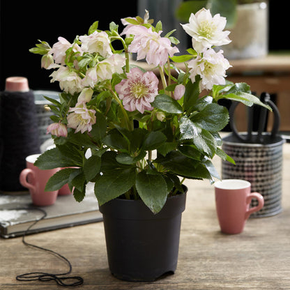 Buitenplant 2x Helleborus orientalis 'Double Ellen Pink' - Groenblijvend - Pot Ø 14cm Hoogte ↕ 35cm