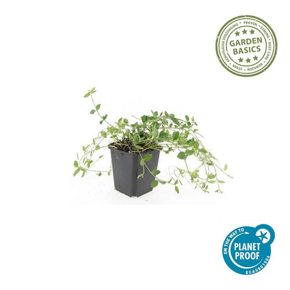 Buitenplant 12x Vinca minor 'Gertrude Jekyll' - Pot Ø 9cm Hoogte ↕ 10-25cm