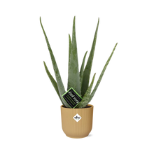Kamerplant - Aloe Vera - Pot Ø 14cm