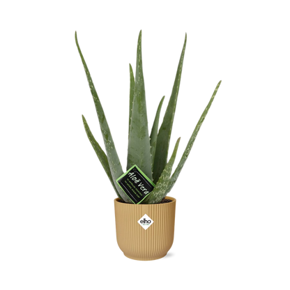 Kamerplant - Aloe Vera - Pot Ø 14cm