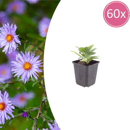 Buitenplant 60x Aster frikartii 'Monch' - Bloeiend - Pot Ø 9cm