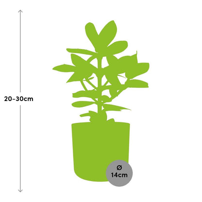 Kamerplant - Clusia Princess - Inclusief sierpot - Pot Ø 14cm