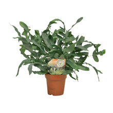 Kamerplant - Phlebodium Blue Star - Pot Ø 12cm Hoogte ↕ 35cm