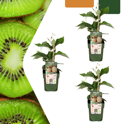 Buitenplant 3x Biologische kiwiplanten - Pot Ø 13cm Hoogte ↕ 20cm