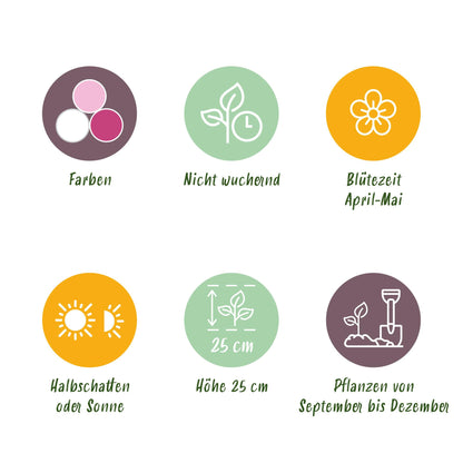 Bloembollen - Hyacint Pastel mix - Diverse pastelkleuren - 10 stuks - Bolmaat 14/15