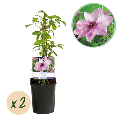 Buitenplant 2x Clematis Pink Fantasy - Bloeiend - Pot Ø 11cm Hoogte ↕ 40cm