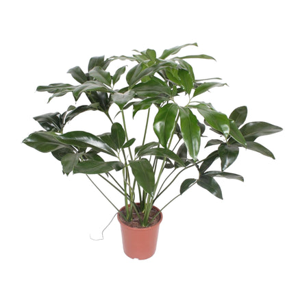 Kamerplant - Philodendron Green Wonder - Pot Ø 24cm Hoogte ↕ 100cm