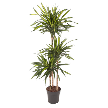 Kamerplant - Dracaena Riki - Pot Ø 24cm Hoogte ↕ 140cm