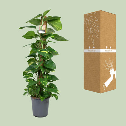 Kamerplant - Scindapsus Epipremnum - Pot Ø 24cm Hoogte ↕ 120cm