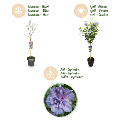 Buitenplant - Hibiscus syriacus 'Blue Chiffon®' - Plant op stam - Pot Ø 19cm Hoogte ↕ 90cm