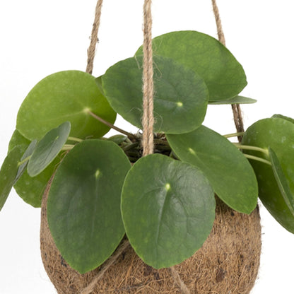 Kamerplant - Kokodama Pilea Peperomioides - Pot Ø 15cm Hoogte ↕ 20cm