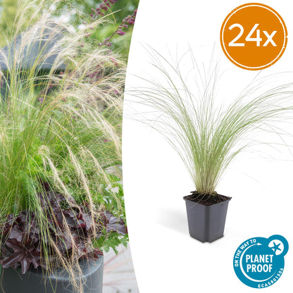 Buitenplant 24x Stipa tenuissima 'Ponytails' - Pot Ø 9cm Hoogte ↕ 10-25cm