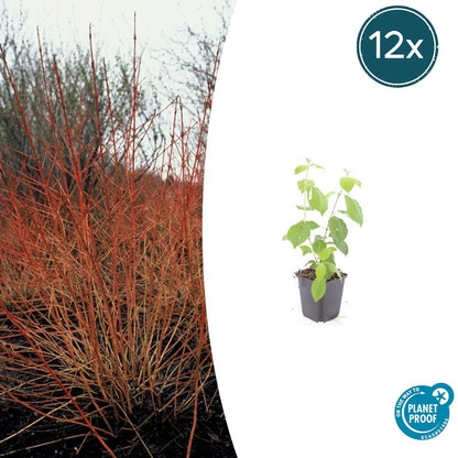 Buitenplant 12x Cornus sang. 'Midwinter Fire' - Pot Ø 9cm Hoogte ↕ 10-25cm
