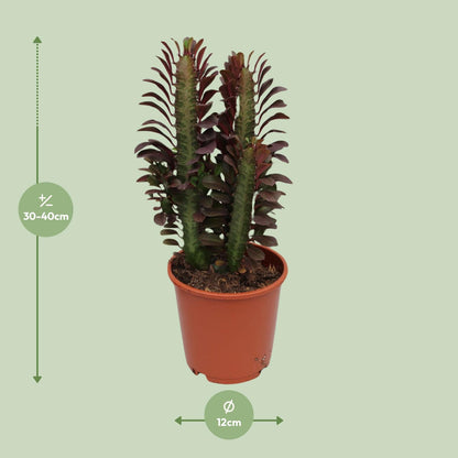 Kamerplant - Euphorbia Trigona Rubra - Pot Ø 12cm Hoogte ↕ 40cm