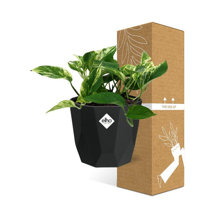 Kamerplant - Scindapsus (Epipremnum) Marble Queen - Hangplant - Pot Ø 14cm