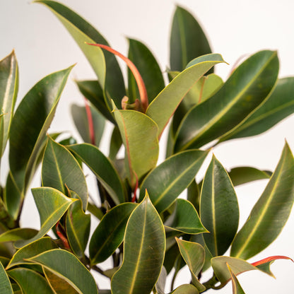 Kamerplant - Ficus elastica Melany stam - Inclusief sierpot - Pot Ø 21cm Hoogte ↕ 90cm