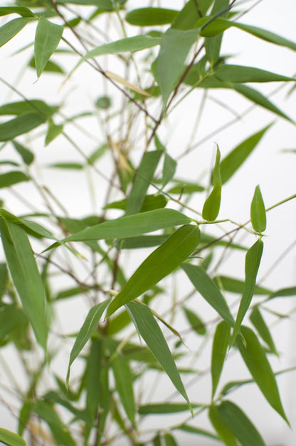 Buitenplant - Phyllostachys 'Bissetii' - Groene stam bamboe - Pot Ø 14cm Hoogte ↕ 100cm