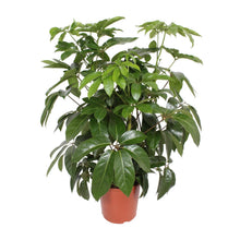 XL kamerplant - Schefflera Actinophylla Amate - Pot Ø 30cm Hoogte ↕ 120cm