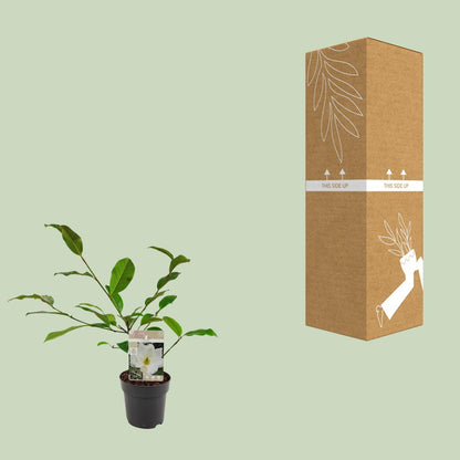 Kamerplant - Michelia Fairy Magnolia Cream - Pot Ø 13cm Hoogte ↕ 25cm