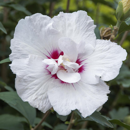 Buitenplant - Hibiscus syriacus Starburst Chiffon® op stam - Winterhard - Bloeiend - Pot Ø 19cm Hoogte ↕ 90cm