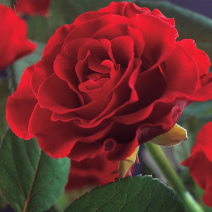 Buitenplant 2x Rosa Paul Scarlet Climber - Klimroos Bloeiend - Pot Ø 11cm Hoogte ↕ 40cm