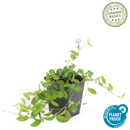 Buitenplant 24x Vinca minor 'La Grave' - Winterhard - Pot Ø 9cm Hoogte ↕ 10-25cm