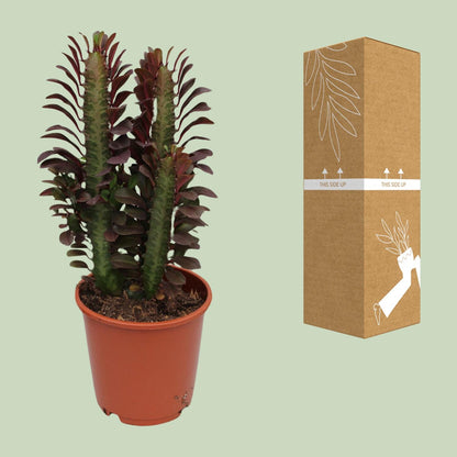 Kamerplant - Euphorbia Trigona Rubra - Pot Ø 12cm Hoogte ↕ 40cm
