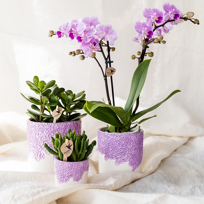 Pot - Bloom Sierpot Lila - Ø12cm