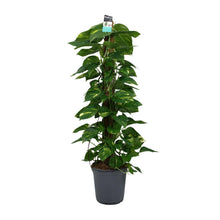 XL Kamerplant - Scindapsus (Epipremnum) - Pot Ø 24cm Hoogte ↕ 120cm