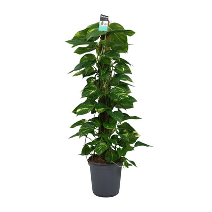 XL Kamerplant - Scindapsus (Epipremnum) - Pot Ø 24cm Hoogte ↕ 120cm