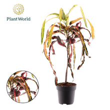 Kamerplant - Croton Dreadlock - Pot Ø 19cm Hoogte ↕ 70cm