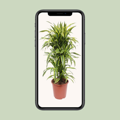 XL Kamerplant - Dracaena Lemon Lime - Pot Ø 27cm Hoogte ↕ 110cm