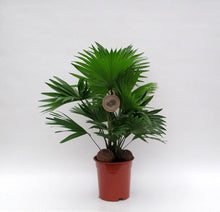 Kamerplant - Livistona met 3 Kadulnoten - Pot Ø 17cm Hoogte ↕ 65cm