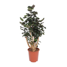 Kamerplant - Polyscias Fabian - XL - Pot Ø 27cm Hoogte ↕ 130cm