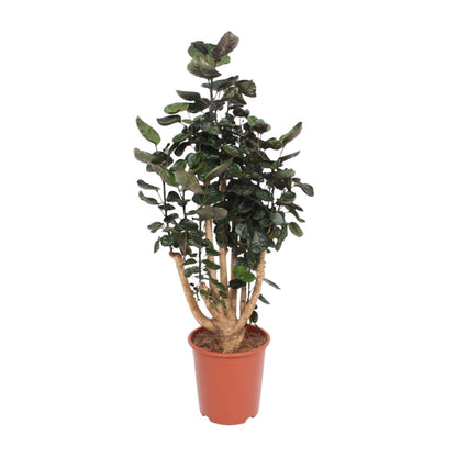 Kamerplant - Polyscias Fabian - XL - Pot Ø 27cm Hoogte ↕ 130cm