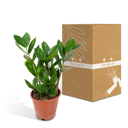 Kamerplant - Zamioculcas - Pot Ø 12cm Hoogte ↕ 35cm