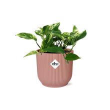 Kamerplant - Scindapsus (Epipremnum) Marble Queen - Pot Ø 14cm