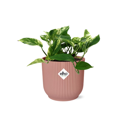 Kamerplant - Scindapsus (Epipremnum) Marble Queen - Pot Ø 14cm