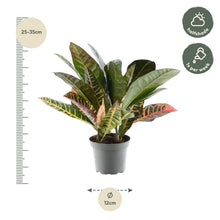 Kamerplant - Codiaeum variegatum 'Petra' - Pot Ø 12cm Hoogte ↕ 30cm